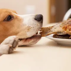 Un beagle prueba un pescado frito. ¿Es bueno el pescado para los perros? ¡Este parece disfrutarlo!