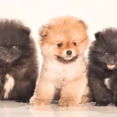Trzy puszyste szczenięta rasy pomeranian siedzące obok siebie, dwa czarne i jedno rude.