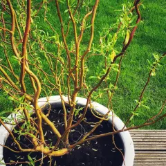 Wierzba kręcona w donicy, z zieloną trawą w tle. Jej spiralne, żółto-brązowe gałązki tworzą artystyczną plątaninę.