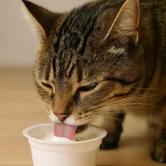 Un gato atigrado saborea yogur de un recipiente blanco. ¡Sí, los gatos pueden comer yogur!