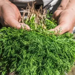 Dłonie trzymają pęczek świeżego, zielonego koperku z widocznymi korzeniami. To dowód, że wiesz, jak siać koper i cieszyć się jego aromatem.
