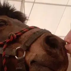 Dziewczynka całuje konia w pysk. To urocze horse play, pełne czułości i radości.