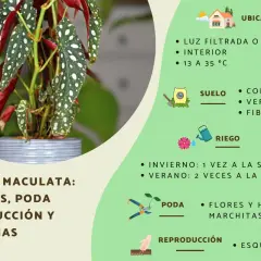 Begonia maculata: cuidados, poda y reproducción. Luz filtrada, interior, riego y suelo ideal para esta planta.