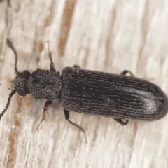 Gros plan d'un insecte xylophage noir, aux antennes filiformes, se déplaçant sur une surface en bois clair.