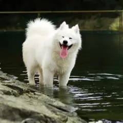 Uśmiechnięty samojed biały puchaty pies stoi w wodzie, ciesząc się letnim dniem.