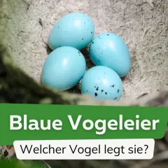 Vier leuchtend blaue Vogeleier liegen im Nest. Welcher Vogel legt sie?