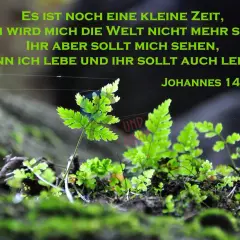 Grüne Farne wachsen im Moos. Ein Zitat sagt: "Denn ich lebe und ihr sollt auch leben.