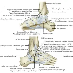 Anatomia stawu skokowego z zaznaczonymi więzadłami. Ból kostki po zewnętrznej stronie może być związany z uszkodzeniem więzadła skokowo-strzałkowego przedniego (ATFL).