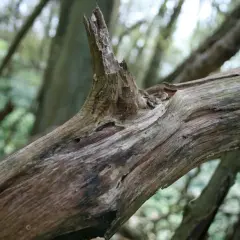 Ein knorriger, toter Baumstamm liegt im Wald. Seine Rinde ist zerfurcht und zeigt Spuren der Zeit.