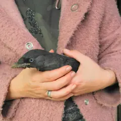 Ein Mensch hält einen jungen Dohlenvogel in seinen Händen. Der Vogel ist schwarz mit blauen Augen und einem spitzen Schnabel.