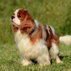 Uroczy cavalier king charles spaniel na trawie. Te psy żyją średnio 10-14 lat, ciesząc się życiem u boku rodziny.