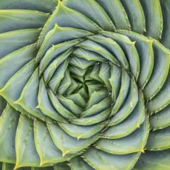 Zielone liście sukulentu układają się w spiralę, tworząc wzór przypominający złoty podział. Fotografia ukazuje piękno natury.