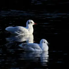 Dwie mewy na ciemnej wodzie. Jedna z nich jest wyraźna, druga lekko rozmyta. Piękna fotografia ptaków.