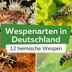 Vier Nahaufnahmen von heimischen Wespenarten in Deutschland. Eine Hornisse sitzt auf Blüten, eine andere Wespe auf gelben Blättern, eine dritte auf rötlichem Untergrund und die vierte auf einem grünen Blatt.