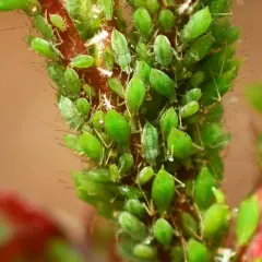 Un ramo di pianta infestato da numerosi afidi verdi.
