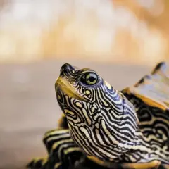 Primer plano de una tortuga de espolones con su cabeza y caparazón detallados, mostrando sus patrones únicos.