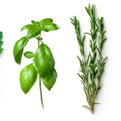Ramitas de perejil, albahaca italiana, romero y tomillo sobre fondo blanco.
