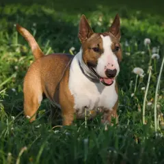 Ein braun-weißer Miniatur Bullterrier steht fröhlich im grünen Gras, die Ohren aufgestellt, bereit für Abenteuer.