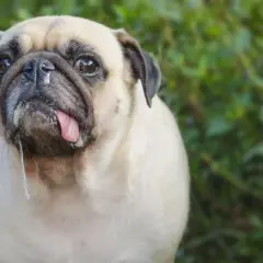 Mi perro tiene mocos y respira mal. Este carlino tiene la lengua fuera y babas cayendo.