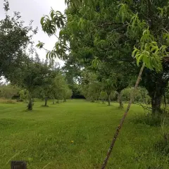 Un verger verdoyant avec plusieurs rangées d'arbres fruitiers. On peut se demander combien d'arbres fruitiers pour 1000 m2 pour un tel espace.