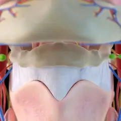 Anatomia szyi: widoczne naczynia krwionośne, limfatyczne i mięśnie gnykowe.