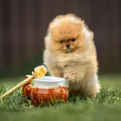 Puszysty szczeniak pomeranian próbuje sięgnąć do dzbanka z miodem. Czyżby czekał go słodki poczęstunek?