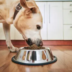 Chien mangeant dans sa gamelle, un symptôme chien qui a faim évident.