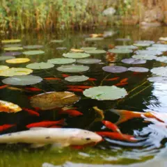 Un bassin paisible avec des nénuphars et de nombreux poissons rouges, dont un grand poisson omnivore doré, nagent dans l'eau claire.