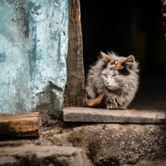 Puszysty kotek, który wygląda, jakby potrzebował smecta dla kota, siedzi przy drzwiach. Obok jego łapki widać fragment ubrania i buta.