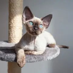 Standard oceny kotów Devon Rex: kluczowe cechy i punkty scoringowe
