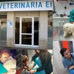 Veterinario Yepes: Servicios de calidad y atención personalizada para tu mascota