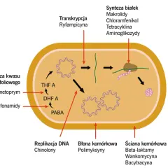 Schemat działania antybiotyków na bakterie: ryfampicyna hamuje transkrypcję, chinolony replikację DNA, a **biodacyna** (bacytracyna) syntezę ściany komórkowej.
