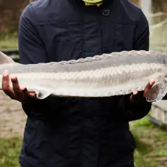 Un homme tient un esturgeon beluga, un poisson préhistorique aux plaques osseuses distinctives.