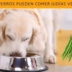 Un perro come de un cuenco mientras judías verdes se muestran en un recuadro.