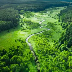 Malowniczy, kręty strumień przecina bujny, zielony **woodland**.