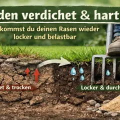 Ein Rasengabel lockert verdichteten Boden auf, damit er wieder locker und durchlüftet ist.