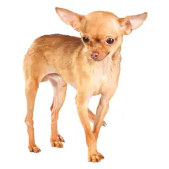 Un pequeño perro ruso de pelaje dorado, con orejas grandes y ojos curiosos, posa con elegancia.