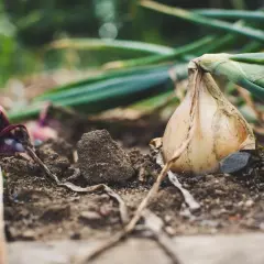 Cebule w ziemi, gotowe do zbioru. Kiedy wykopać cebulę? Gdy liście zaczną żółknąć i opadać.