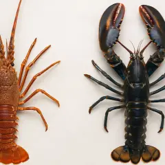 Dos crustáceos marinos, uno rojizo y largo, y otro oscuro con grandes pinzas. Así es un bogavante.