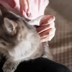 Persona aplica tratamiento para piojos en gatos.