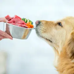 Ein Hund schaut sehnsüchtig auf eine Schüssel mit rohem Fleisch und Gemüse. Er kann es kaum erwarten, zu essen.
