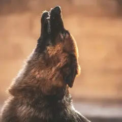 Un perro pastor alemán aúlla hacia el cielo, quizás preguntándose porque aúllan los perros. Su pelaje se ilumina con la luz del atardecer.