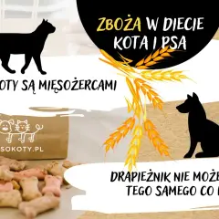 Psy i koty są mięsożercami. Czy kot może jeść psią karmę? Drapieznik nie może jeść tego samego co kura!