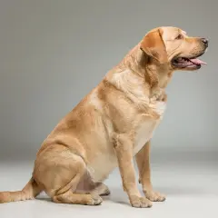 Siedzący, złoty labrador amerykański z językiem na wierzchu, gotowy do zabawy.