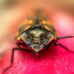 Niesamowite makro: to pluskwiak z kroplami rosy na pancerzu, siedzący na różowym kwiecie.