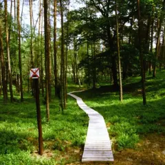 Drewniana kładka wije się przez zielone **Bory Tucholskie** w okolicach **Chojnic**.