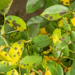 Foglie di rosa con macchie scure e gialle, indicative di malattie delle rose.