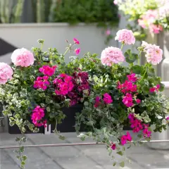 Balkon ozdobiony różowymi i fuksjowymi pelargoniami, tworzącymi bujne kompozycje. Idealne kwiaty na balkon, które zachwycają kolorem.