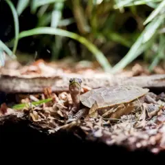 Terrarium dla patyczaka: wymiary, wyposażenie i błędy hodowli