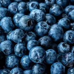 Nahaufnahme von vielen frischen, blauen Heidelbeeren. Diese kleinen Früchte sind nicht nur lecker, sondern auch sehr gesund.